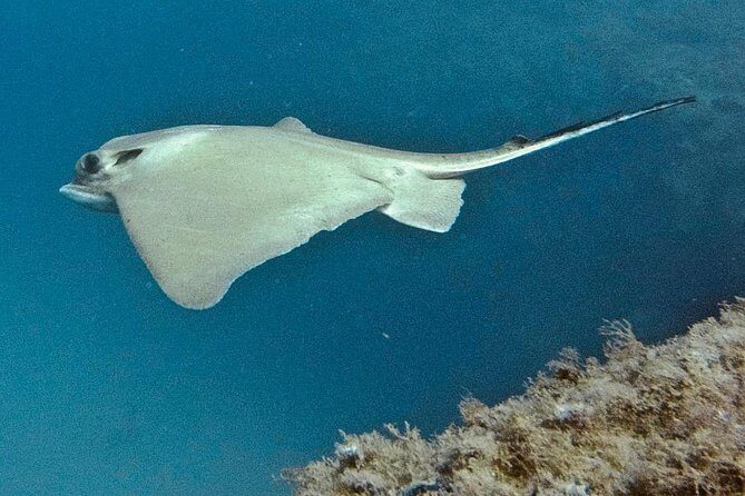 TRY SCUBA DIVING with a Dedicated Instructor - FAQ