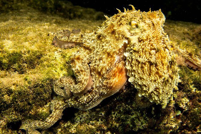 Try Scuba in Crete  Free Certification & Photos (Beginners) - The Practicalities