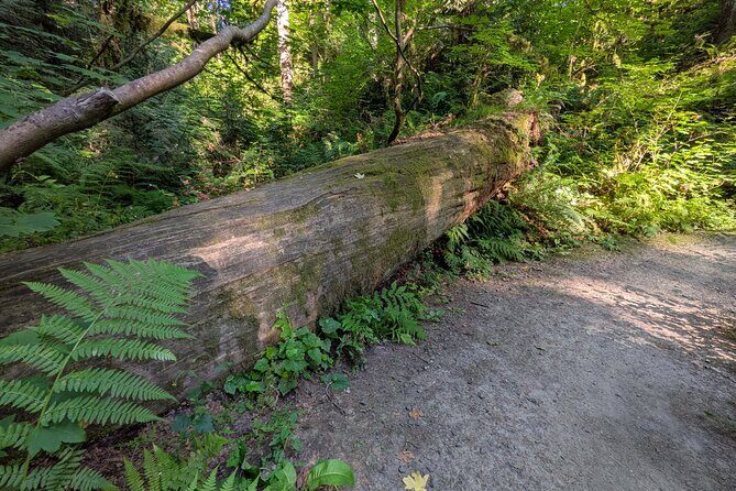 Tryon Creek Eco-tour With a Master Naturalist - Discovering Tryon Creek State Natural Area
