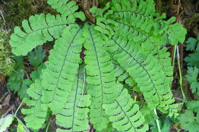 Tryon Creek Eco-tour With a Master Naturalist - The Value of the Experience