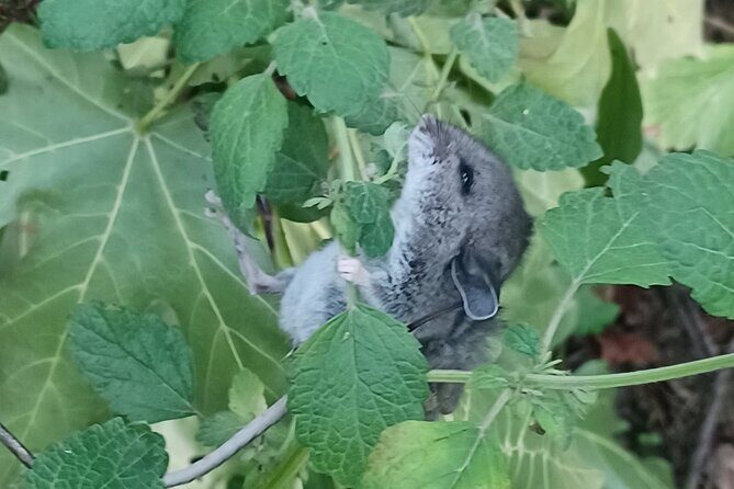 Tryon Creek Eco-tour With a Master Naturalist - Practical Tips and Considerations