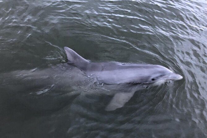 Tubing and Dolphins Up to 6 Guests - Who Will Love This Tour?