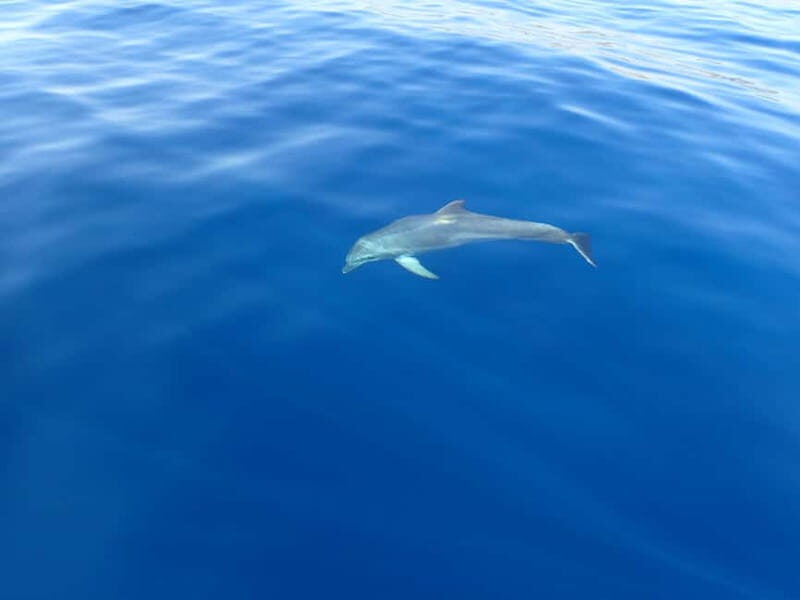 Tucepi: Snorkeling Boat Tour at the Makarska Riviera - The Value of the Experience