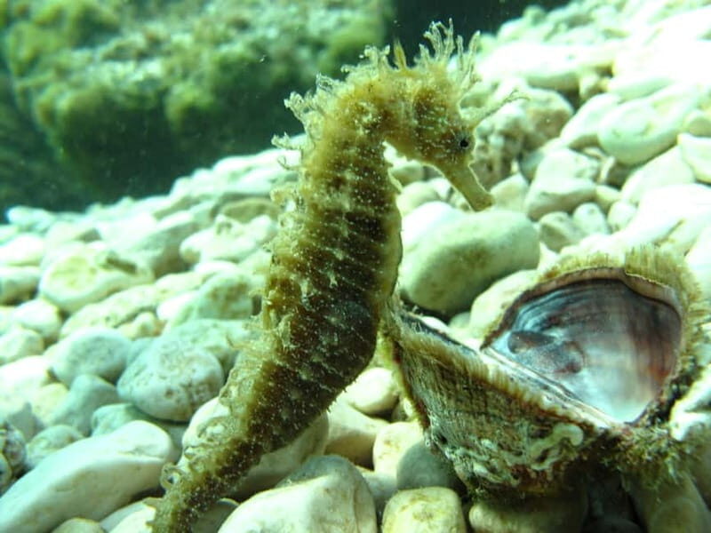 Tuepi: Adriatic Sea Diving Lessons with Guided Dive & Gear - Final Thoughts