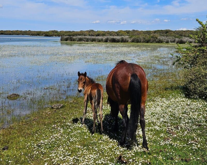 Tuili: Wild Giara Tour - Key Points