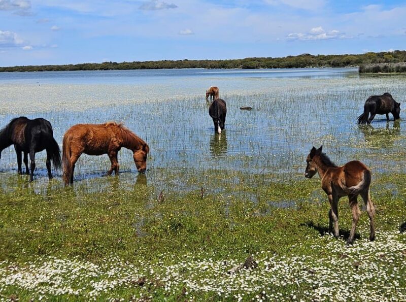 Tuili: Wild Giara Tour - An In-Depth Look at the Wild Giara Tour