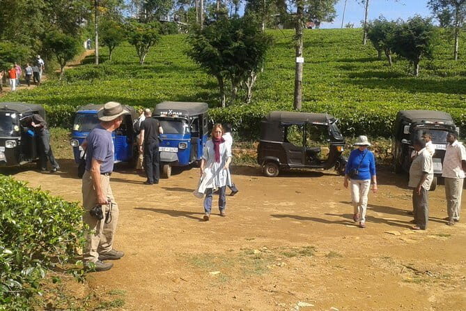 Tuk Tuk safari and Picnic in The Tea Plantation from Ella,Haputale & Bandarawela - An In-Depth Look at the Experience