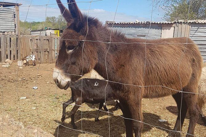 Tuk tuk tour- the best way to see coast and country side - Key Points