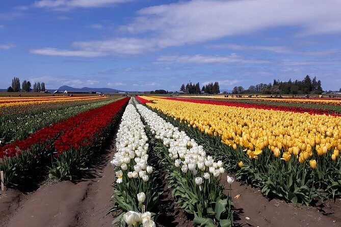Tulip Festival and Skagit Valley Tour - An In-Depth Look at the Tour Experience