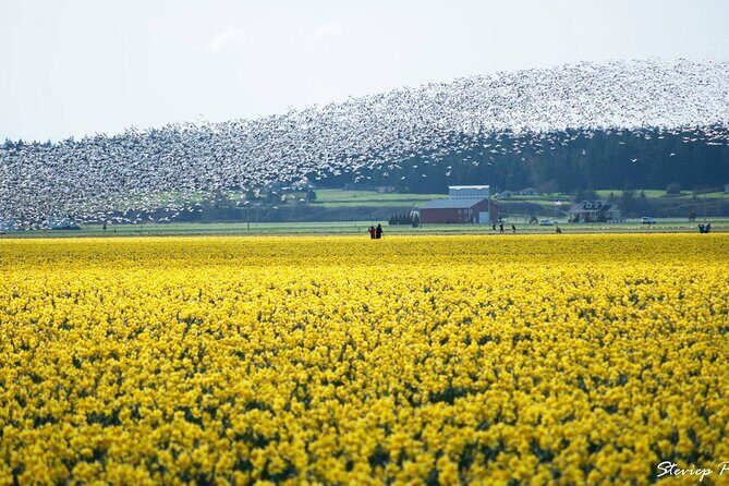 TULIP Festival @ Skagit Valley, La Conner & Deception Pass in SUV - The Sum Up