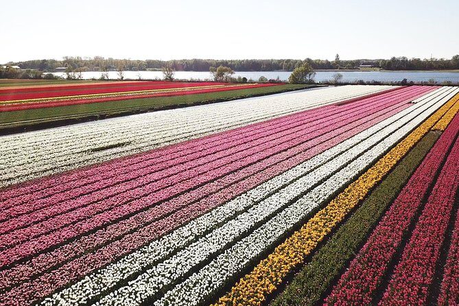 Tulip Fields Tour near Keukenhof - Self-drive with Audio Guide - What to Expect from the Tulip Fields Tour
