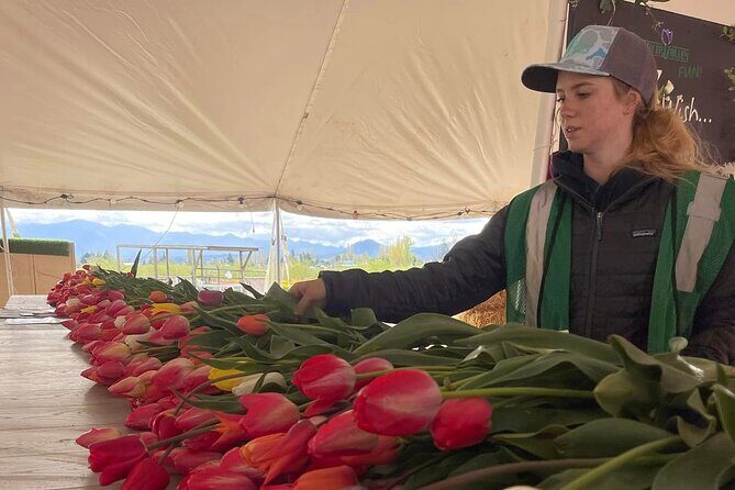 Tulip Valley Farms U Pick Experience - An In-Depth Look at the Tulip Valley Farms U Pick Experience
