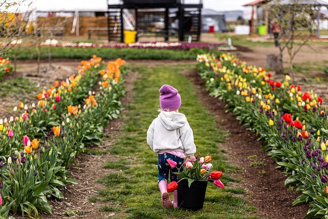 Tulip Valley Farms U Pick Experience - The Sum Up: Is It Worth It?
