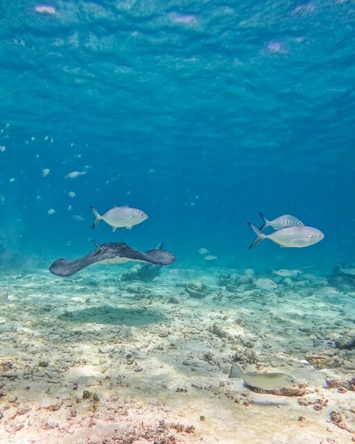 Tulum: 2-Hour Snorkeling in Two Spots of Tulum's Reef - The Extra Cost: Entrance Fees and Tips