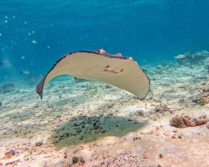 Tulum: 2-Hour Snorkeling in Two Spots of Tulum's Reef - What Reviewers Love Most