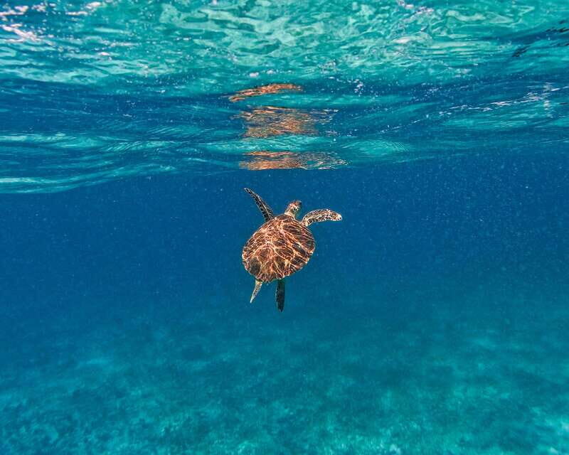 Tulum: 2-Hour Snorkeling in Two Spots of Tulum's Reef - Who Will Love This Tour?
