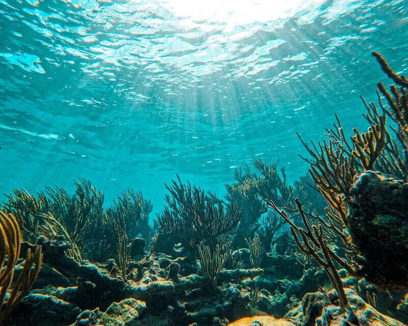 Tulum: 2-Hour Snorkeling in Two Spots of Tulum's Reef - FAQ: Your Practical Snorkeling Questions Answered