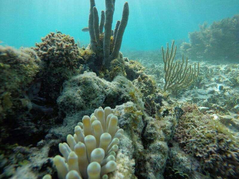 Tulum: 2 spot Reef Snorkel 1 hour 30 minutes - Why This Tour Is Worth Considering