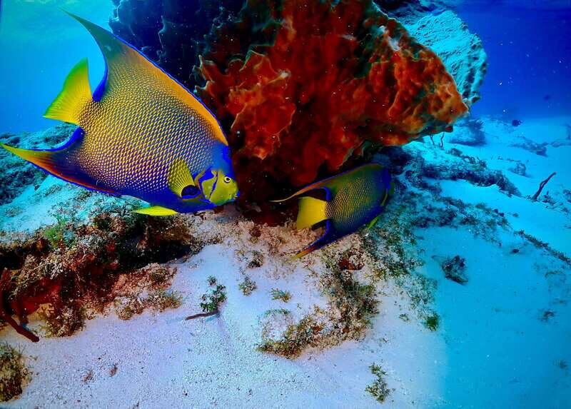 Tulum: 2 Tank Reef Diving - Diving Experience and Equipment