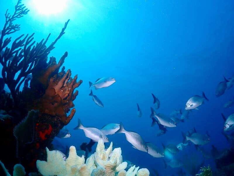 Tulum: 2 Tank Reef Diving - Why This Tour Works Well