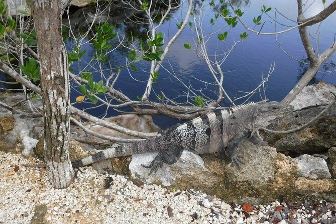 Tulum Adventure (Private, Full Day) - Practical Tips for Making the Most of Your Day