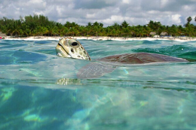 Tulum Adventure Ruins & swim in Akumal Beach & Cenote from Cancun - Exploring the Itinerary in Detail