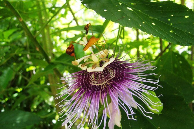 Tulum Archaeological Site & Sian Ka'an Muyil Tour from Tulum - Who Should Consider This Tour