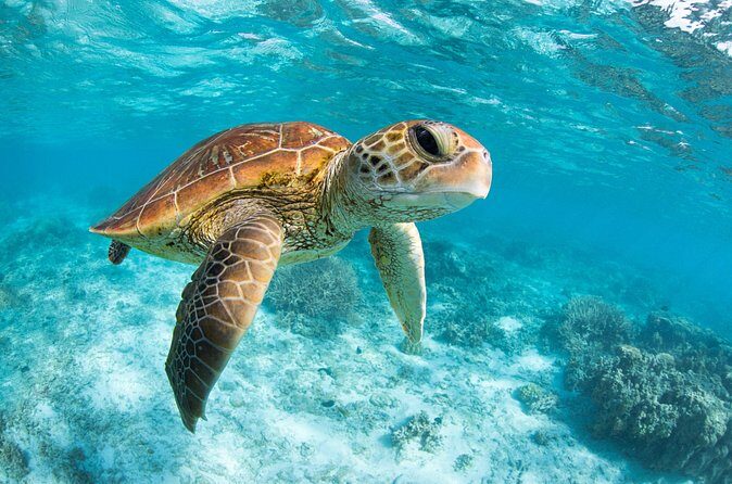 Tulum, Coba, Playa Del Carmen, And Cenote All Inclusive Tour - Playa del Carmen: Shopping and Leisure