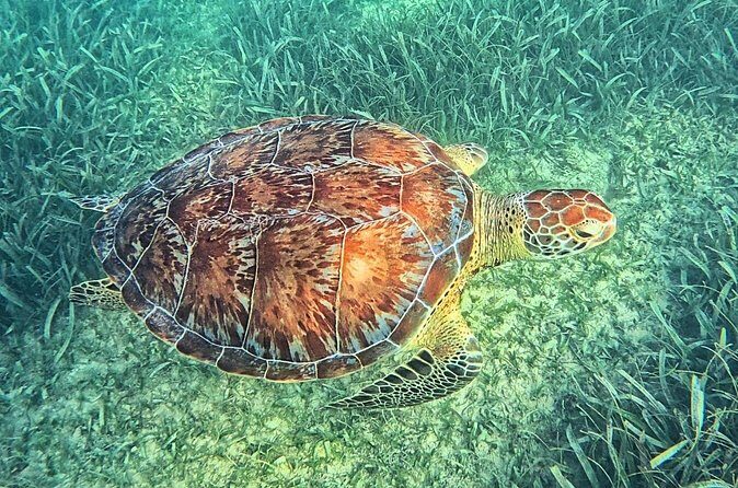 Tulum, Coba, Playa Del Carmen, And Cenote All Inclusive Tour - Practical Considerations