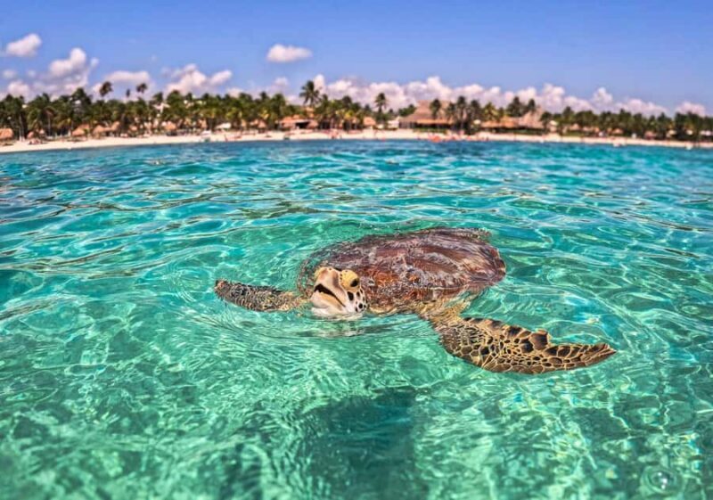 Tulum Jaguar Park Day Pass: snorkeling, lunch at the beach, and exploring the area - Accessibility and Suitability