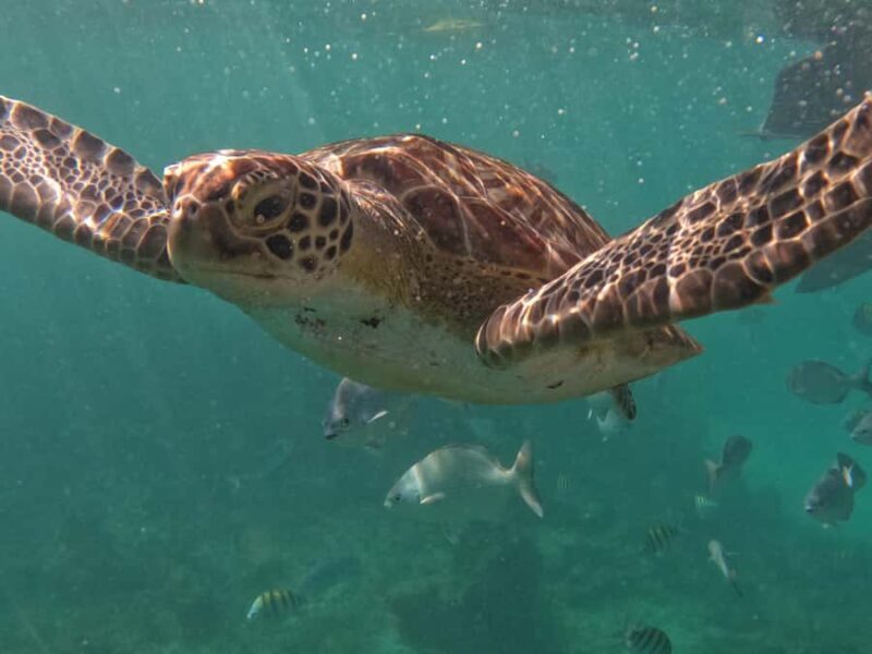 Tulum: Mayan Ruins, Snorkeling, and Jaguar Park Tour - Authentic Marine Encounters: What You’ll Experience in the Reef