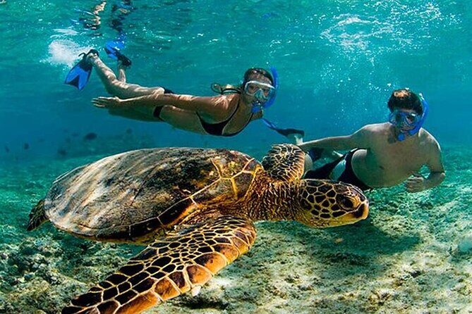 Tulum Mayan Ruins & Turtle Habitat Swim: Round Trip from Tulum City - Key Points