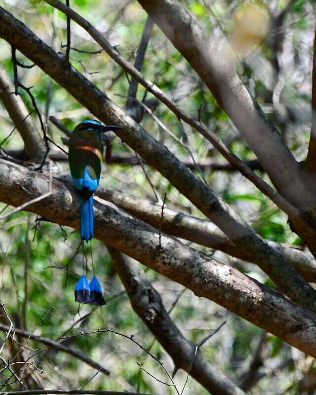 Tulum: Monkey Sanctuary Adventure - An In-Depth Look at the Experience