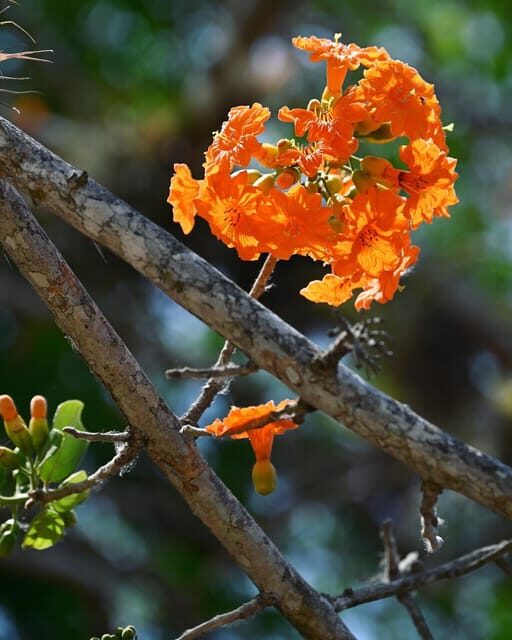 Tulum: Monkey Sanctuary Adventure - In The Sum Up