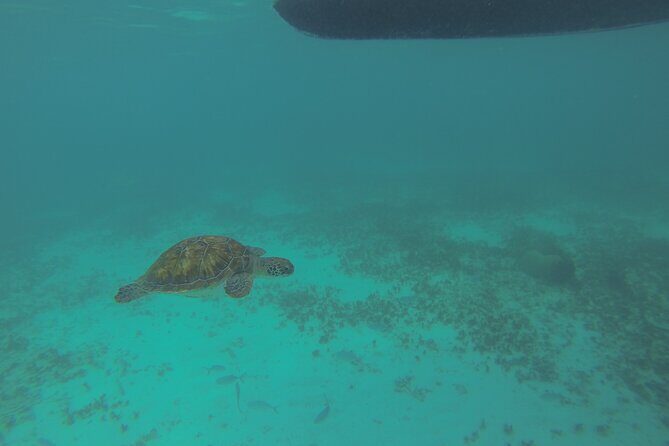Tulum Private Boat Tour & Turtle Snorkeling Experience - An In-Depth Look at the Tour Itself