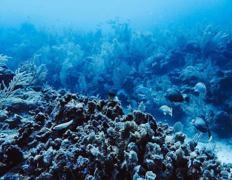 Tulum: Reef Snorkel Tour - What’s Included and Why It Matters