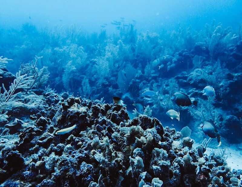 Tulum: Reef Snorkel Tour - The Value of a Guided Reef Snorkel