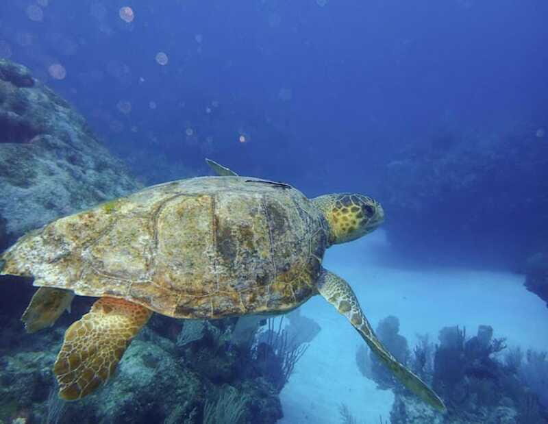 Tulum: Reef Snorkel Tour - Who Would Love This Tour?