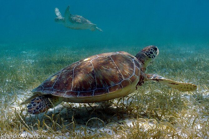 Tulum Ruins, Akumal Turtles Swim & Visit to Cenote from Cancún & Riviera Maya - Why This Tour Offers Solid Value