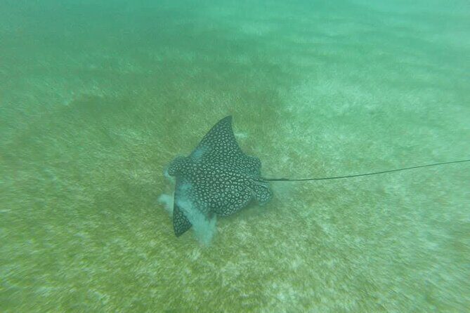 Tulum Ruins Snorkel with Sea Turtle and Cenotes Private Tour - Who Will Love This Tour?