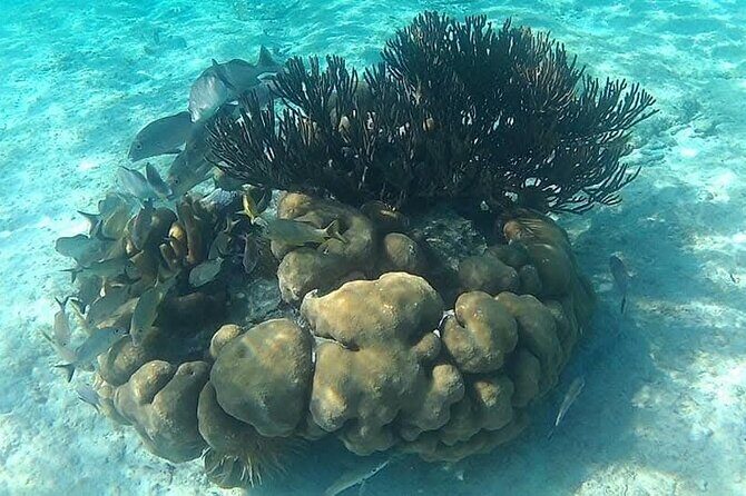 Tulum Ruins Snorkel with Sea Turtle and Cenotes Private Tour - Final Thoughts: Is It Worth It?