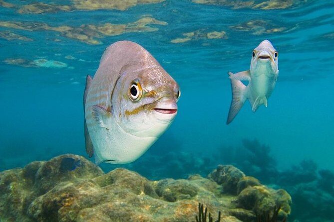 Tulum ruins, Swim with turtles and Cenote from Riviera Maya - Transport, Group Size, and Overall Comfort