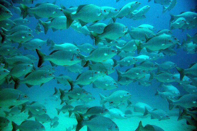 Tulum Ruins, Turtle Sighting and Underground Caves - Who Should Consider This Tour?