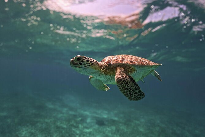 Tulum Ruins, Turtles in Akumal and Cenote tour - Introduction: Why This Tour Might Be Perfect for You