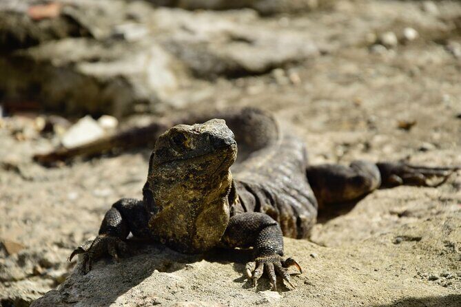 Tulum Ruins, Turtles in Akumal and Cenote tour - Transportation and Comfort