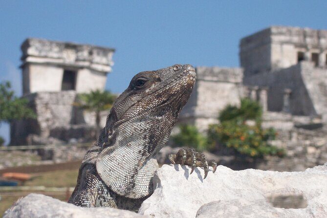 Tulum Ruins with ATV Singles and Underground Cave from Tulum - The Regional Buffet Meal and Additional Comforts
