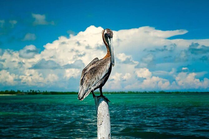 Tulum Sian Kaan Adventure : Dolphins, Turtles & Punta Allen - The Sum Up