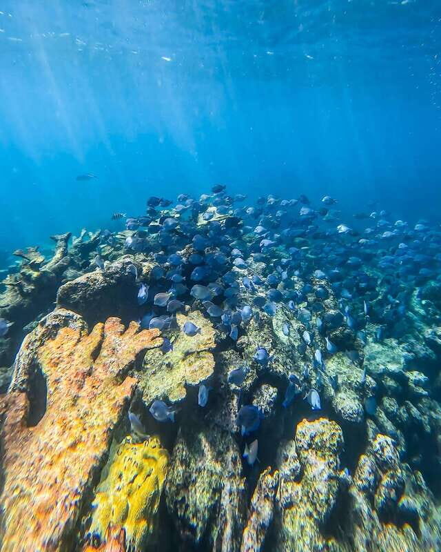 Tulum: Snorkeling at Paradise Reef - Key Points