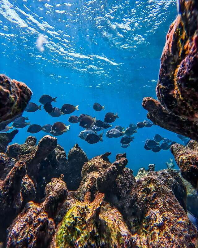 Tulum: Snorkeling at Paradise Reef - An In-Depth Look at the Snorkeling Tour