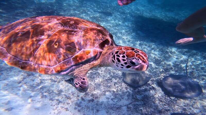 Tulum: Snorkeling at Paradise Reef - Practical Tips for a Great Snorkeling Trip